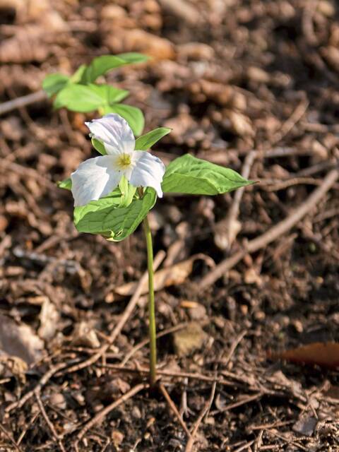 7340209_web1_nhj-altrossconservation-052324-2
