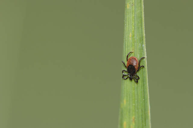 7344789_web1_vnd-B7lymeDisease-012020