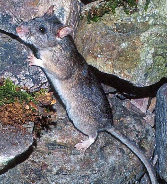 7372649_web1_gtr-woodrats2-052324