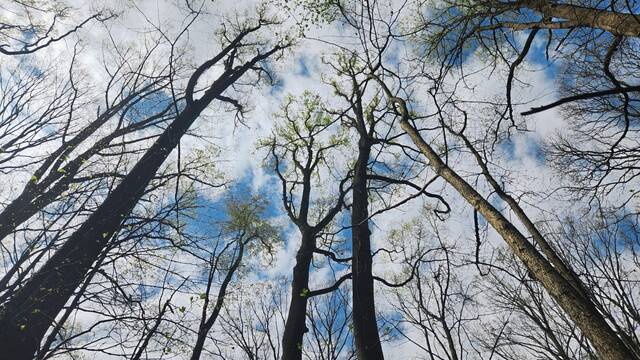 7255635_web1_gtr-BushyOldGrowth-041824