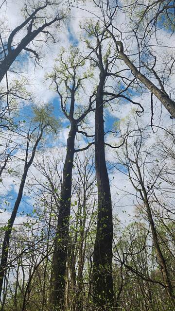 7255635_web1_gtr-BushyOldGrowth2-041824