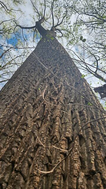 7255635_web1_gtr-BushyOldGrowth3-041824