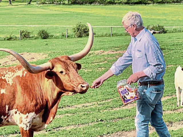 Former 'Survivor' contestant raises Texas Longhorn cattle as 'pasture ornaments'