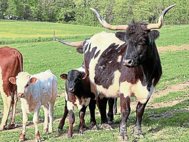7353740_web1_vnd-ornamentalcattle-051724-2