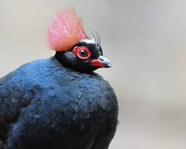 7400858_web1_part-aviarycolorcrestedmale-060424