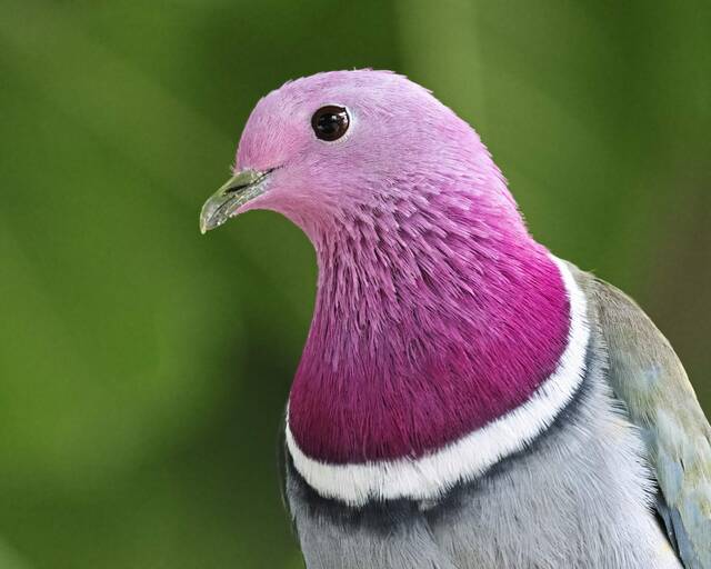 At the National Aviary this summer, ‘Colors in Flight’ makes for delight