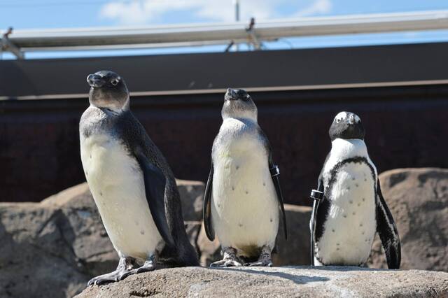 7400858_web1_part-aviarycolorpenguins-060424