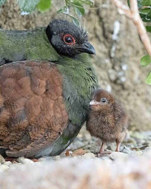 7400858_web1_part-AviaryColorcrestedWood-060424