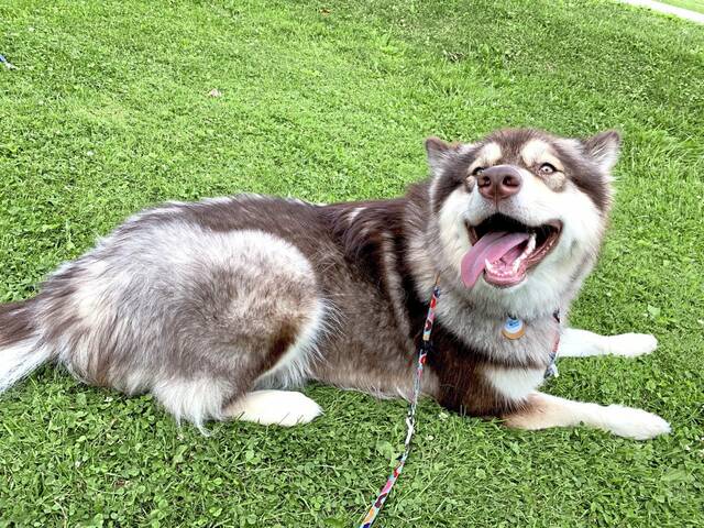 7405394_web1_gtr-HunkerDogs20190626_0508