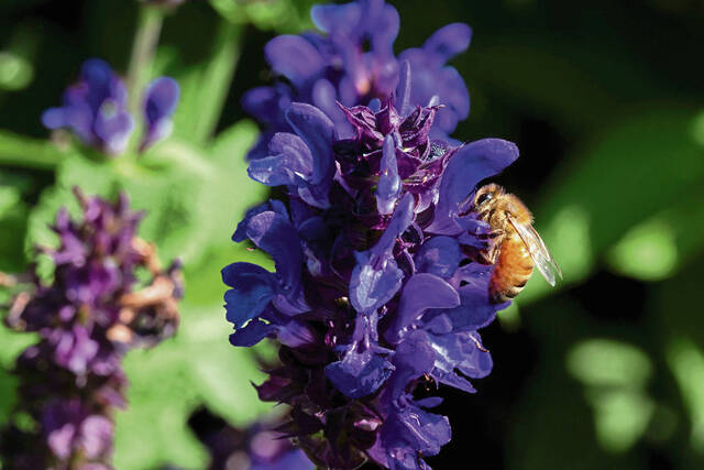 7407346_web1_gtr-bees006-060524