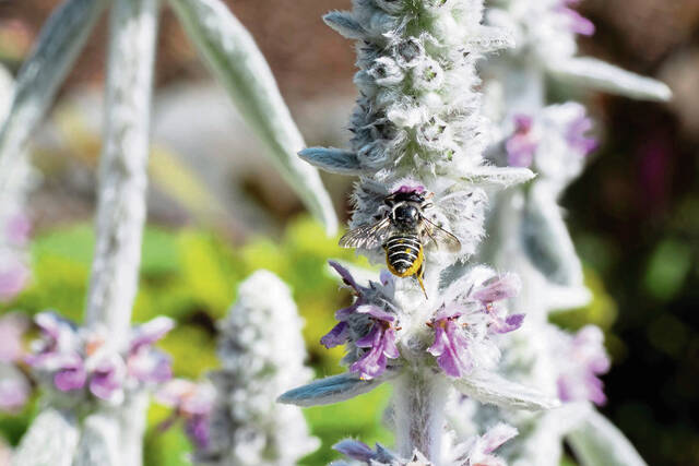 7407346_web1_gtr-bees007-060524