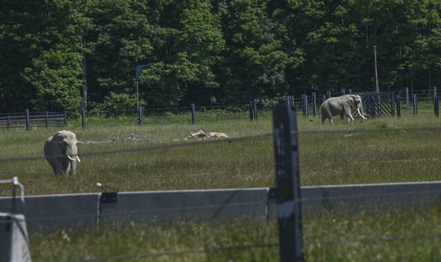 7430512_web1_vnd-Elephants101-061124