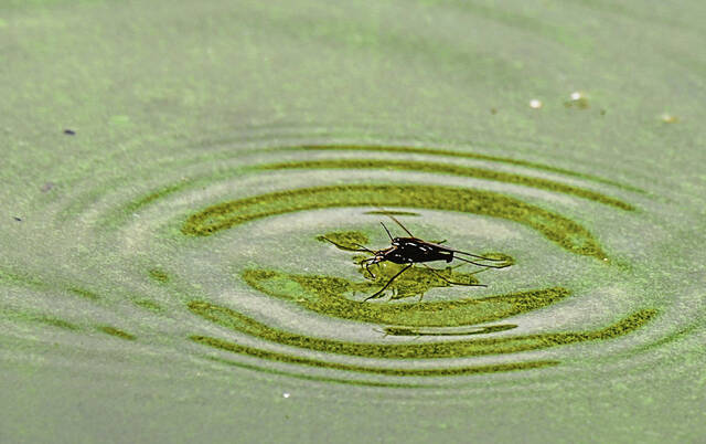 7452118_web1_vnd-algalbloom102-061724