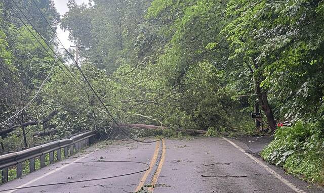 7458520_web1_ptr-WexfordTreesLines-061924