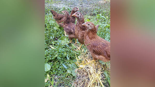 7463966_web1_php-Chickens-090723-WEB
