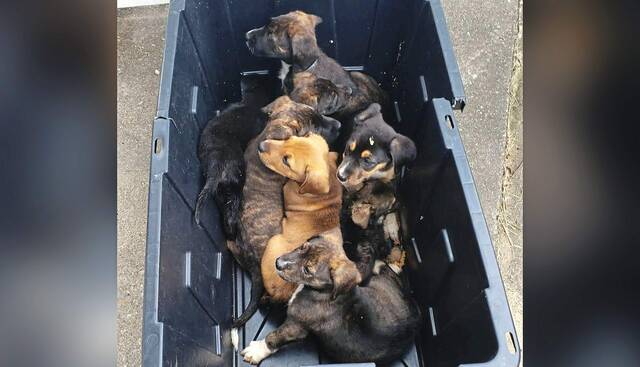 7477293_web1_ptr-boxofpuppiesW-062624