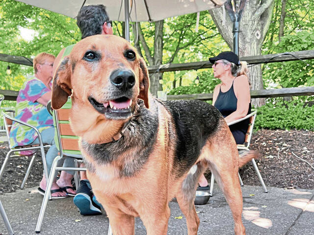 7411278_web1_ptr-dogoutdoordining-060624-7