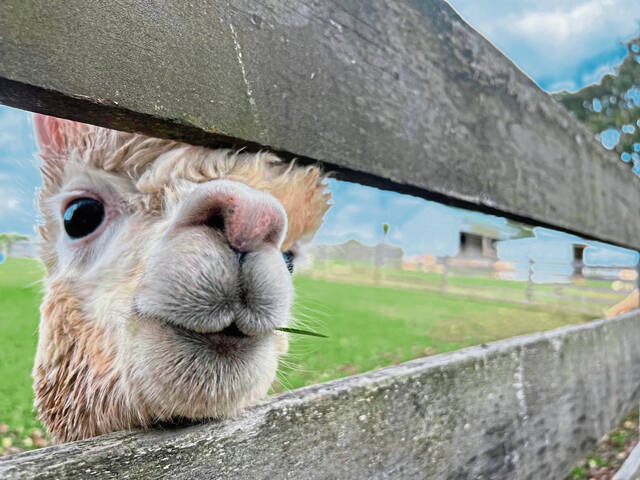 In brief: Alpaca program, networking event and more in Sewickley area