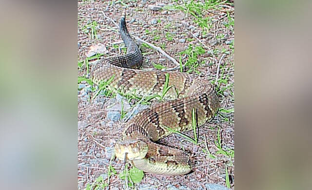 7517576_web1_gtr-rattlesnakesWeb-071024