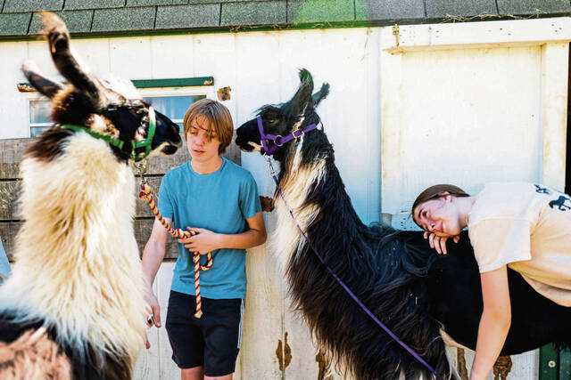 7519745_web1_gtr-LlamasFair1-071124