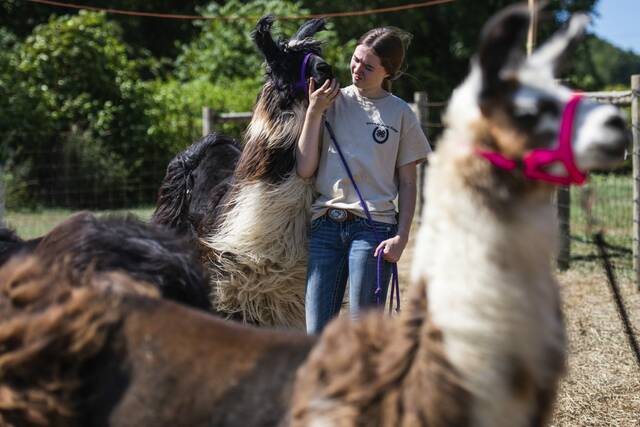 7519745_web1_gtr-LlamasFair3-071124