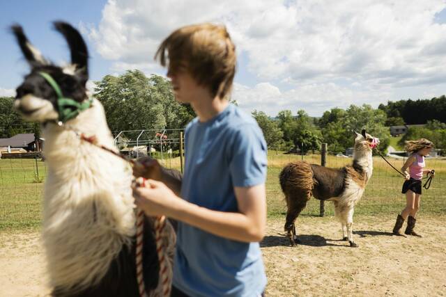 7519745_web1_gtr-LlamasFair4-071124