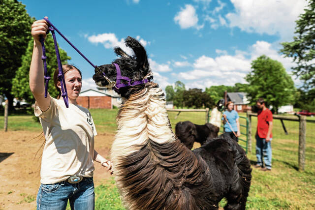 7519745_web1_gtr-LlamasFair5-071124