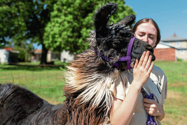 7519745_web1_gtr-LlamasFair7-071124