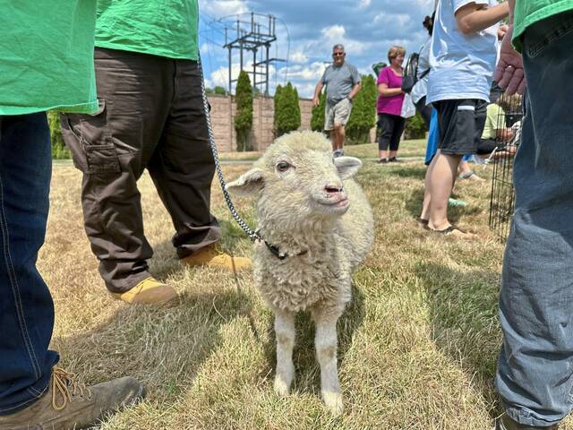 7553334_web1_vnd-GoatReading-072524--8-