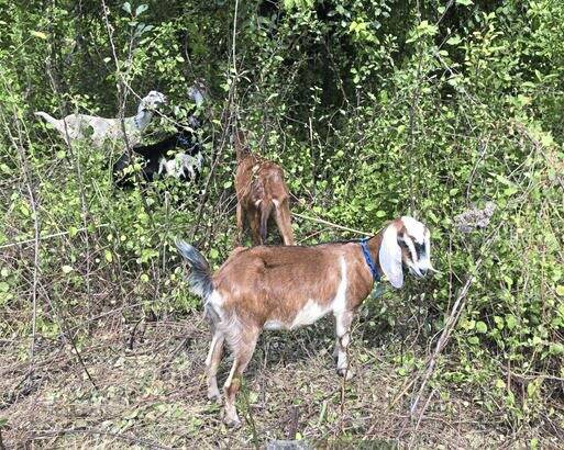 7566232_web1_her-beechgoats-082720