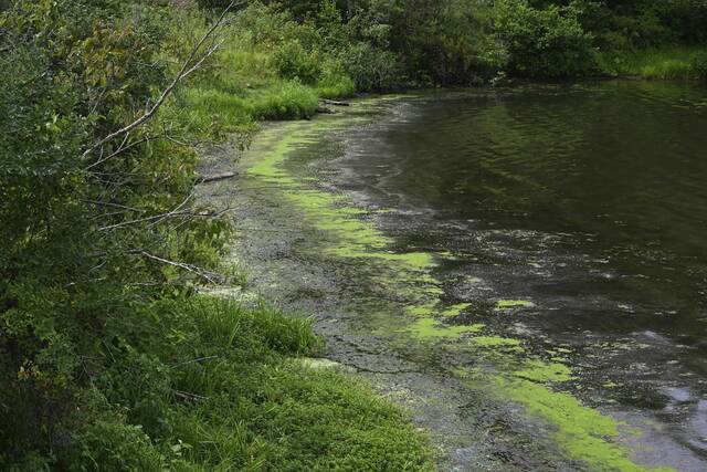 7566717_web1_gtr-KeystoneAlgae002-072524