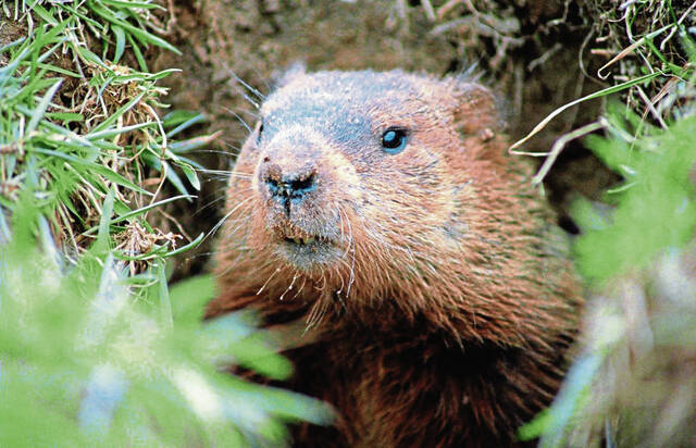 7624760_web1_Groundhog