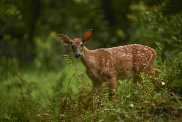 7638149_web1_VEP-ScenesFawnDeer-082124