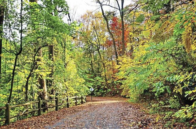 7641599_web1_Forest-walk