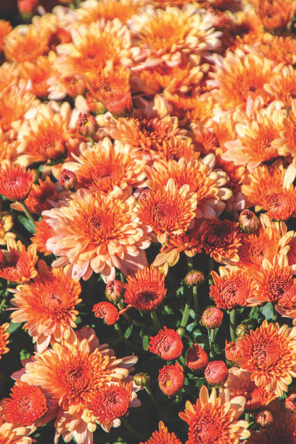 7648707_web1_web-mums