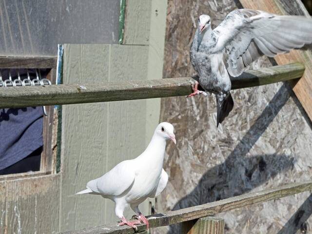 7671112_web1_hj-dovecotemissions-090524-12