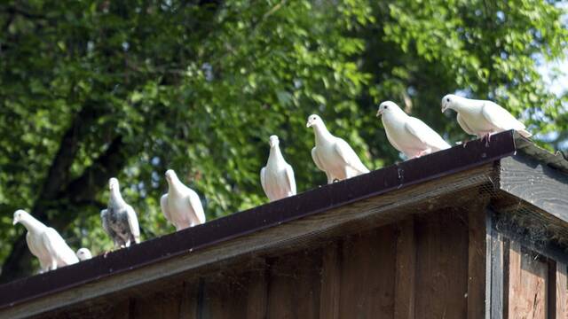 7671112_web1_hj-dovecotemissions-090524-5