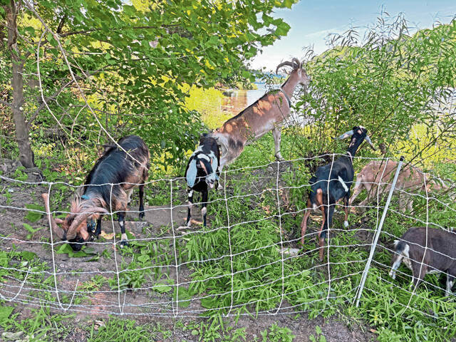 7671379_web1_vnd-oakmontgoats-070324--2-