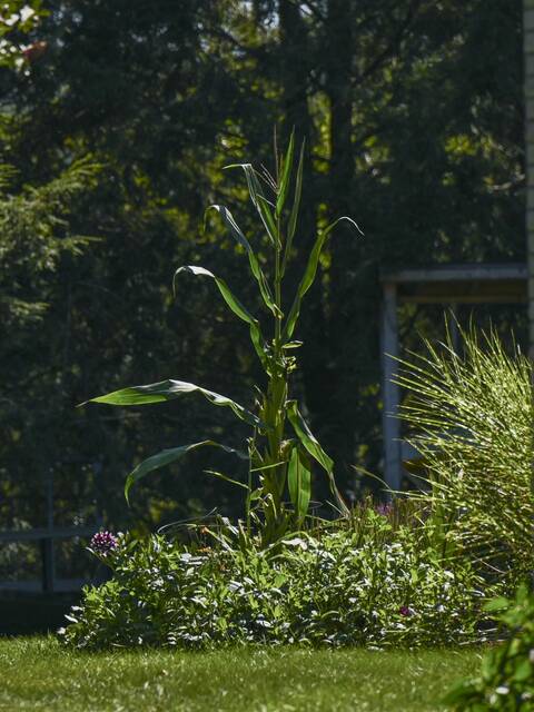 7694892_web1_VND-CORN2-090424