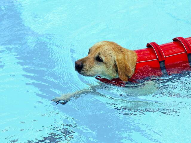 7714122_web1_hj-pooldogday-091924-4