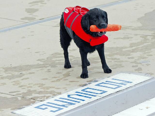 7714122_web1_hj-pooldogday-091924-6