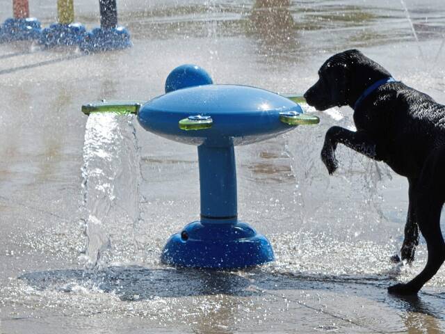 7714267_web1_pcj-dogday-091924-3