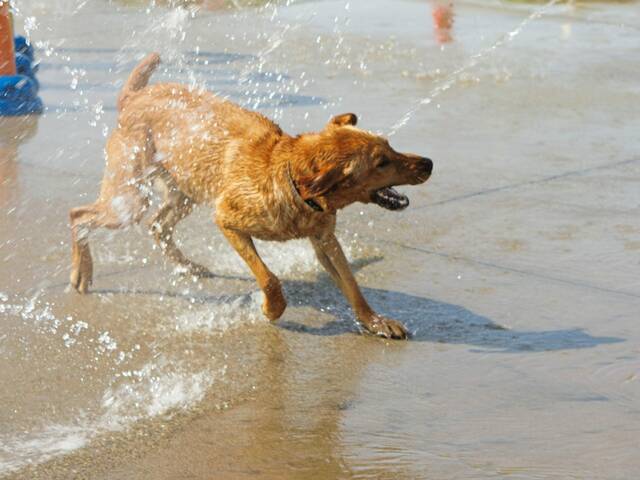 7714267_web1_pcj-dogday-091924-5