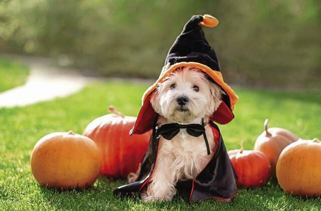 7726765_web1_Halloween-Westie-WEB