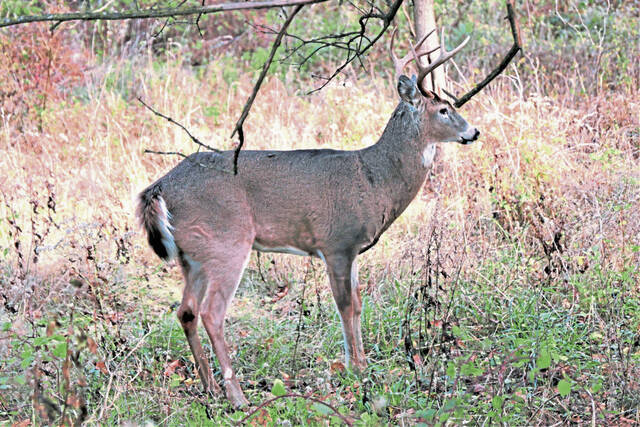 7750688_web1_WEB-deer-buck
