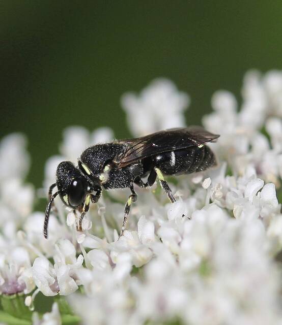 7782712_web1_bee