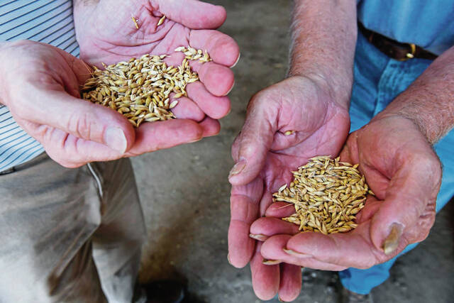 More beers brewed with grain grown in Crabtree, Hempfield, New Alexandria and Unity