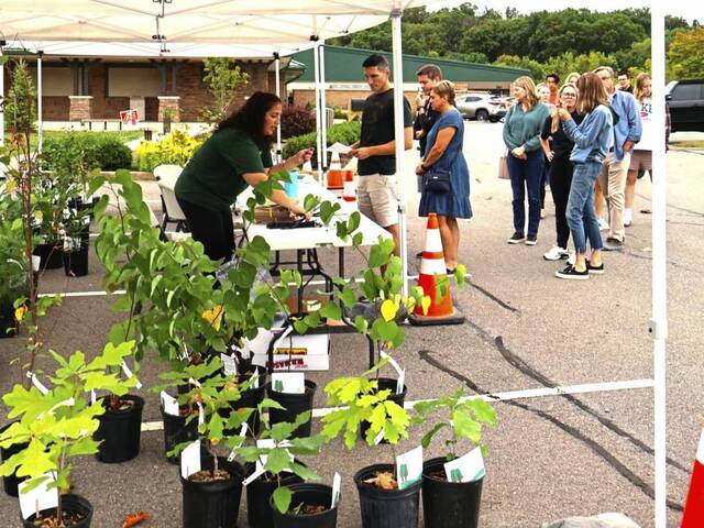 7815353_web1_pcj-pinetreeworkshop-103124