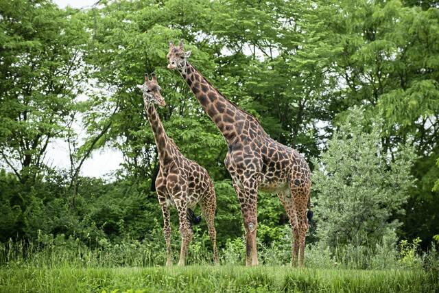 7824963_web1_ptr-Zoo1-101224