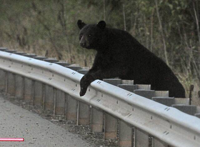7838265_web1_ptr-bearseason-112720